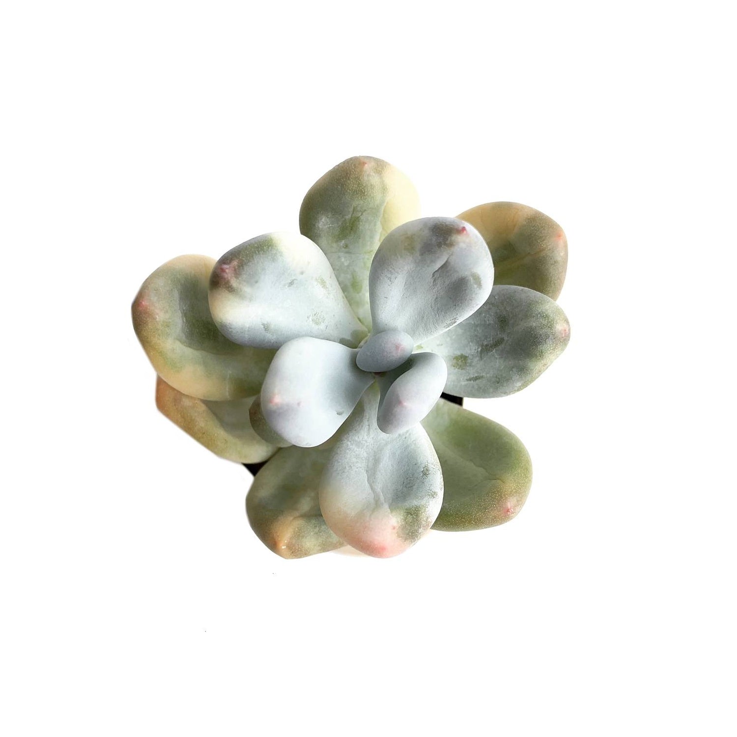 variegated moonstone succulent The GOOD, The BAD and The UGLY SALE! Pachyphytum Moonstone, Variegata –  Cedar Creek Farmhouse