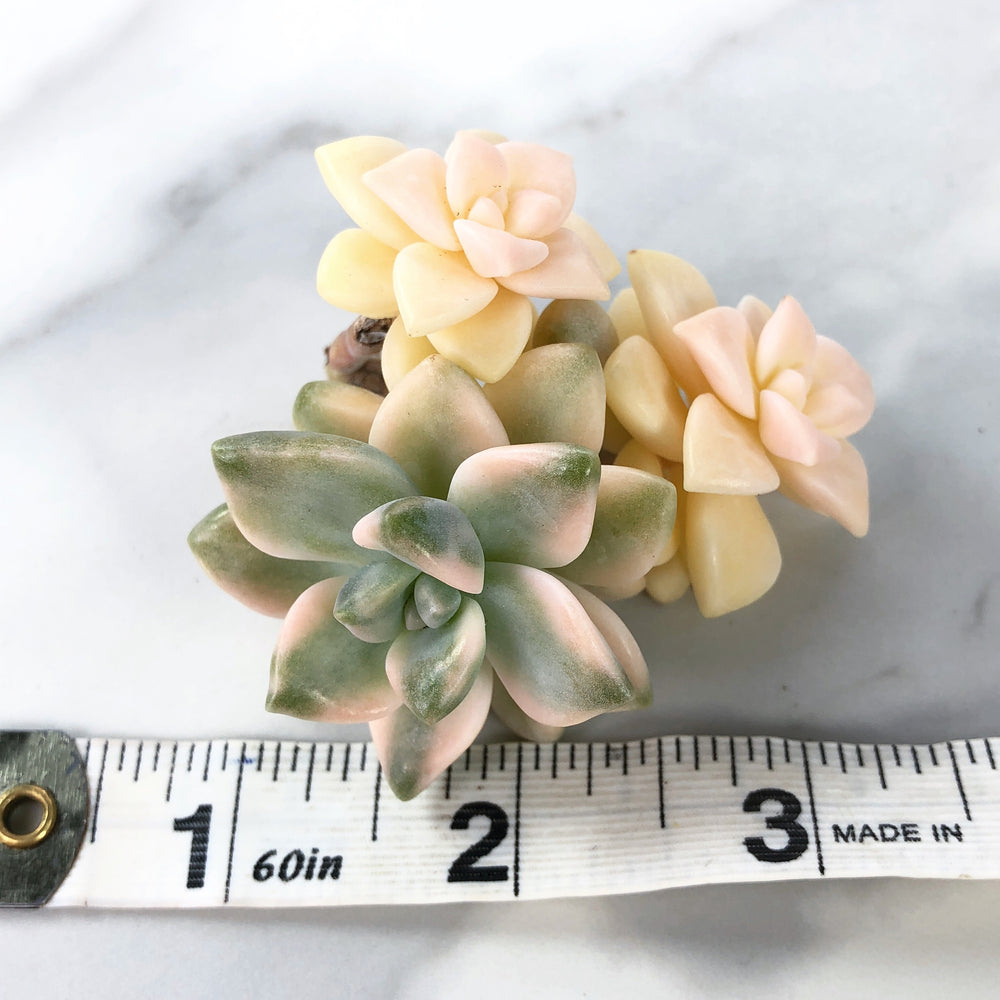 Graptoveria Titubans, Triple