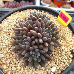 Sinocrassula Yunnanensis, Cluster, (Not so Random)