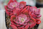 PRESALE Echeveria Noble, Cluster, (Random)