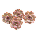 Echeveria Ariel, (Random)