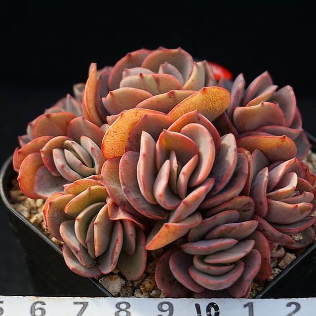 PRESALE Echeveria Suyon Cluster, (Random)