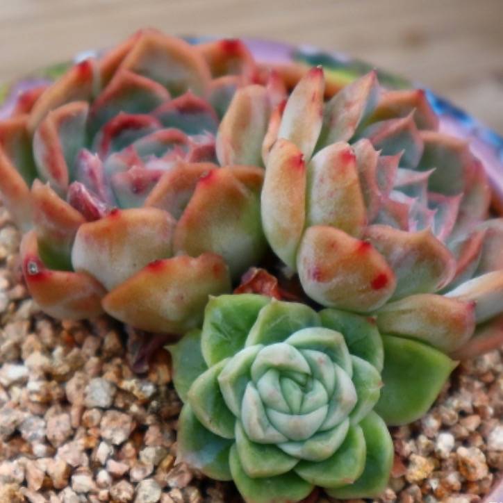 Echeveria Primera
