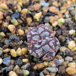 Conophytum Sp. Terricolor Bat Wing