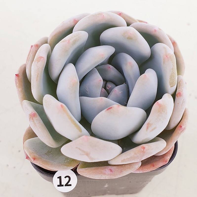 PRESALE Echeveria Elegans Potosina, (Not so Random)