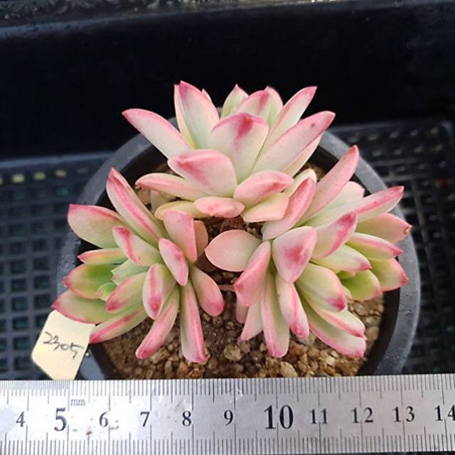 PRESALE Echeveria Mini Belle, (Random)