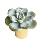 The GOOD, The BAD and The UGLY SALE! Echeveria Ice Green