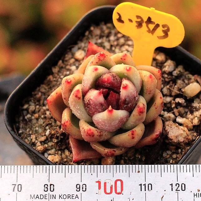 PRESALE Echeveria Black Queen Hybrid