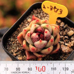 PRESALE Echeveria Black Queen Hybrid