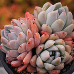 PRESALE Echeveria Thumb Rim, Triple