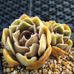 PRESALE Echeveria Keys, (Not So Random)