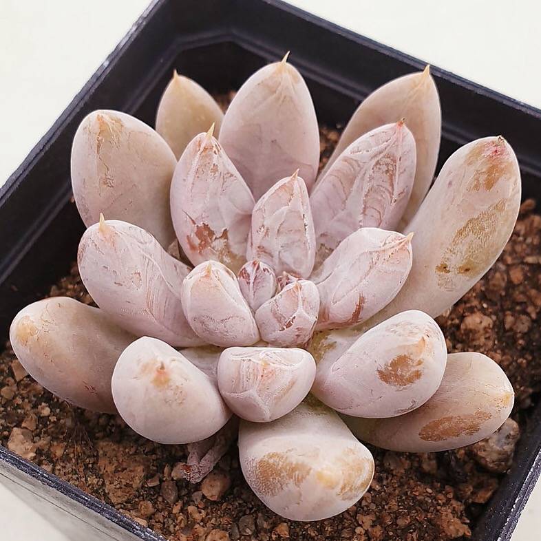 PRESALE Echeveria Tolimanensis, (Random)