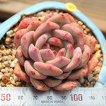PRESALE Echeveria Ariel, (Not so Random)
