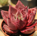 PRESALE Echeveria Agavoides Ebony Sp., (Not So Random)