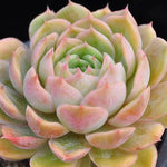 Echeveria Onlow, (Random)