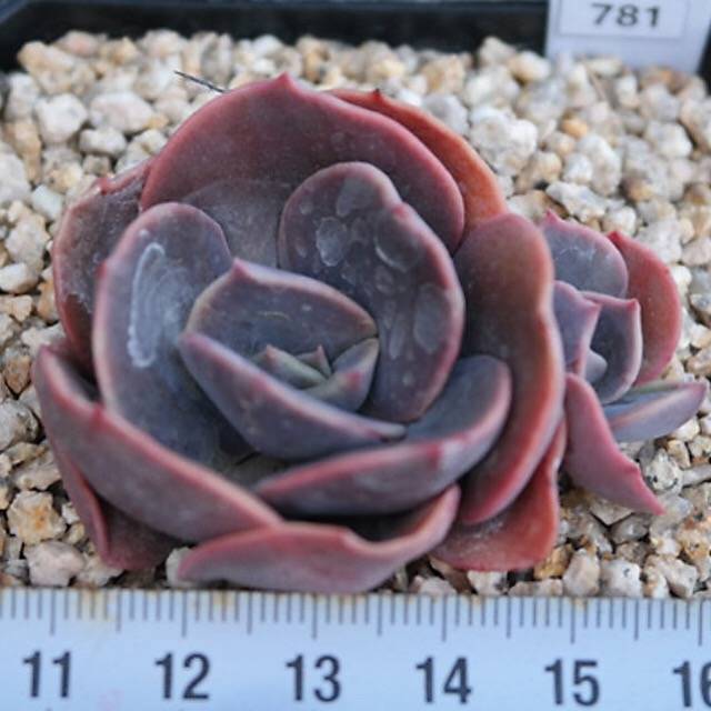 PRESALE Echeveria Blue Metal, (Random)