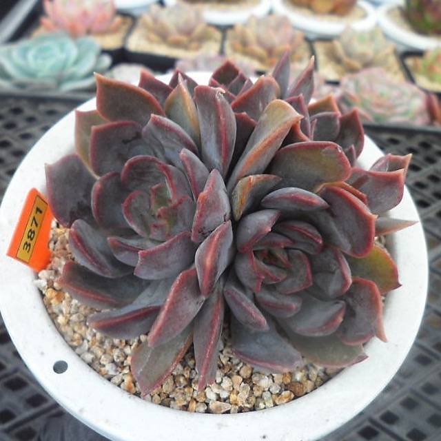 Echeveria Dark Ice
