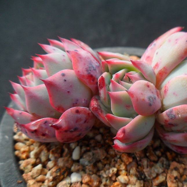 PRESALE Echeveria Bradburiana, (Not so Random)