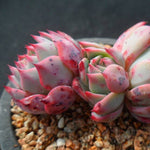PRESALE Echeveria Bradburiana, (Not so Random)