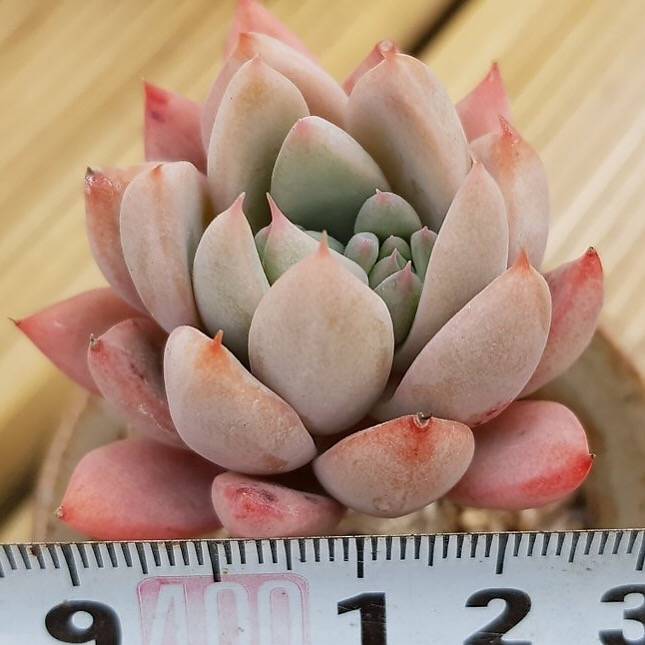 PRESALE Echeveria 'Moon,' (Not so Random)