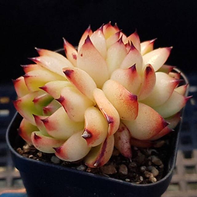 PRESALE Echeveria Sp., Triple, (Not So Random)