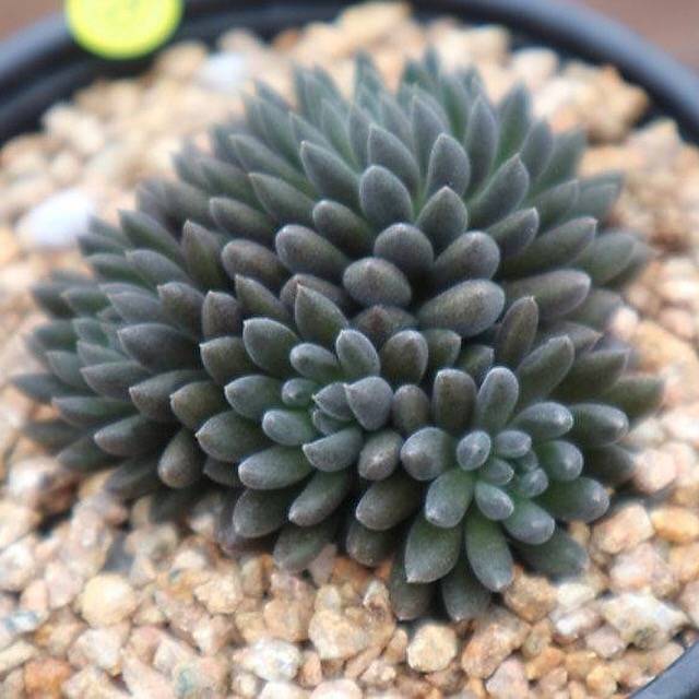 Sinocrassula Yunnanensis, (Random)