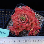 PRESALE Echeveria Noble, (Random)