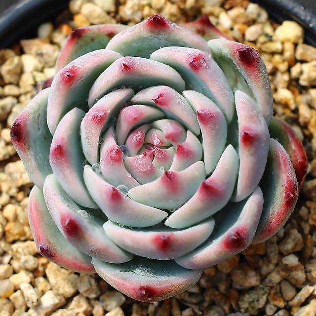 PRESALE Echeveria Momotarou