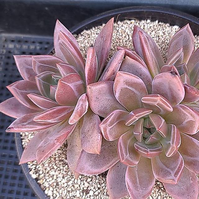 Echeveria Baekya Triple – Cedar Creek Farmhouse