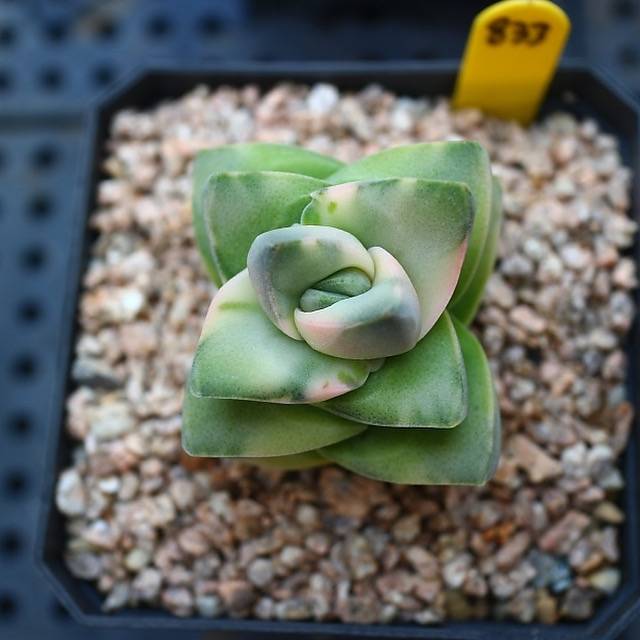 Crassula Moonglow, Variegata