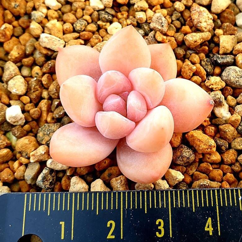 PRESALE Echeveria Arteusa, (Random)