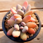PRESALE Echeveria Pink Pitch, (Not so Random)