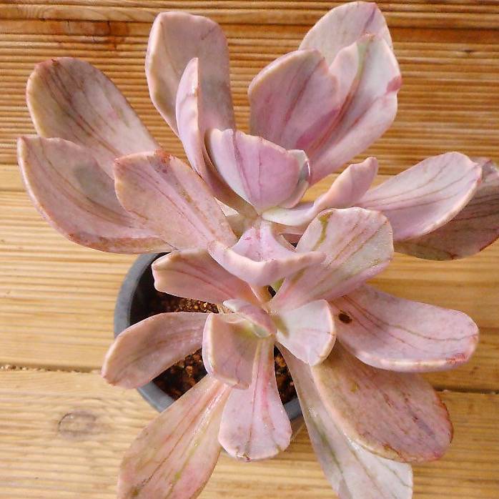 jocelyn's joy succulent Pachyveria Jocelyn's Joy, (Video)