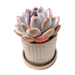 3.5" Chive Balter Pot- Art Deco