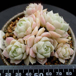PRESALE Echeveria Hughmillus Cluster, (Not so Random)