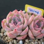 PRESALE Echeveria Silhouette, (Not so Random)