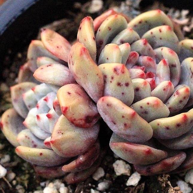 PRESALE Echeveria Ariel, Double