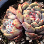 PRESALE Echeveria Ariel, Double