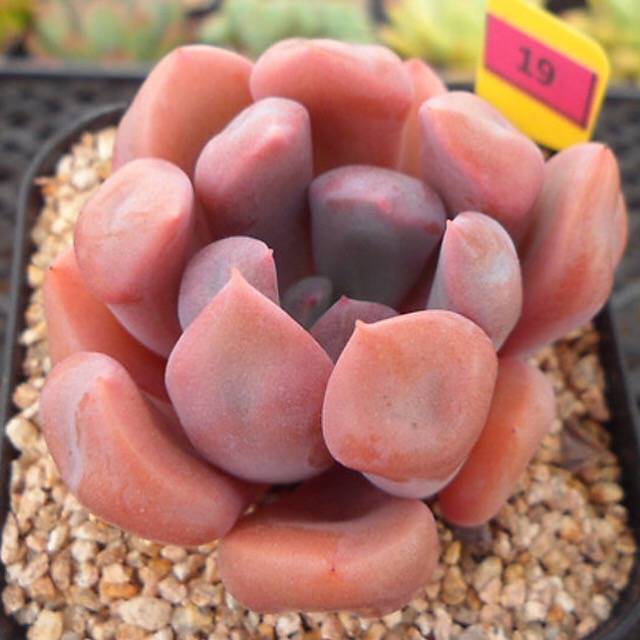 PRESALE Echeveria Cupid, (Random)