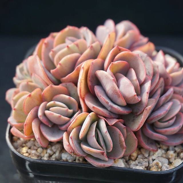 PRESALE Echeveria Suyon Cluster, (Random)