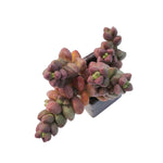 Sale! Crassula Purple Light