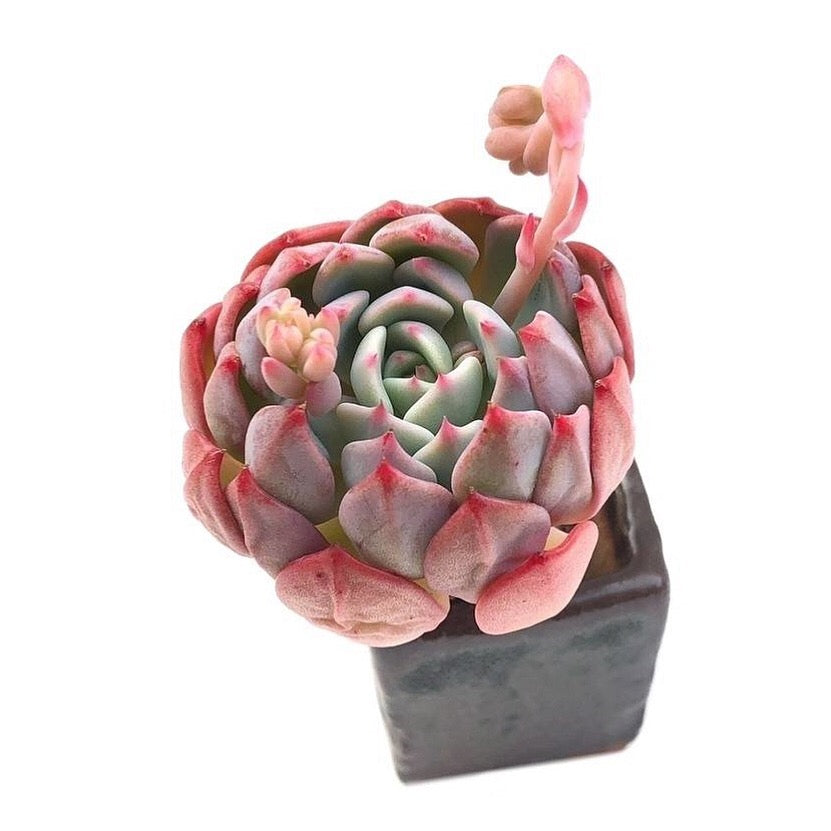 Sale! Echeveria Nana Hook