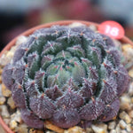 PRESALE Echeveria Scorpio, (Random)