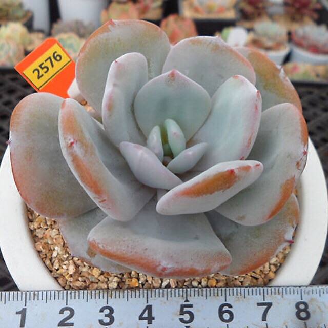 4th OF JULY FLASH SALE- DEAL #7 PRESALE Echeveria Cream Tea