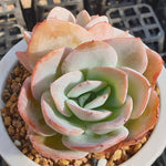 MOTHER'S DAY WEEKEND FLASH SALE! PRESALE Echeveria Brinks Blue, (Random)