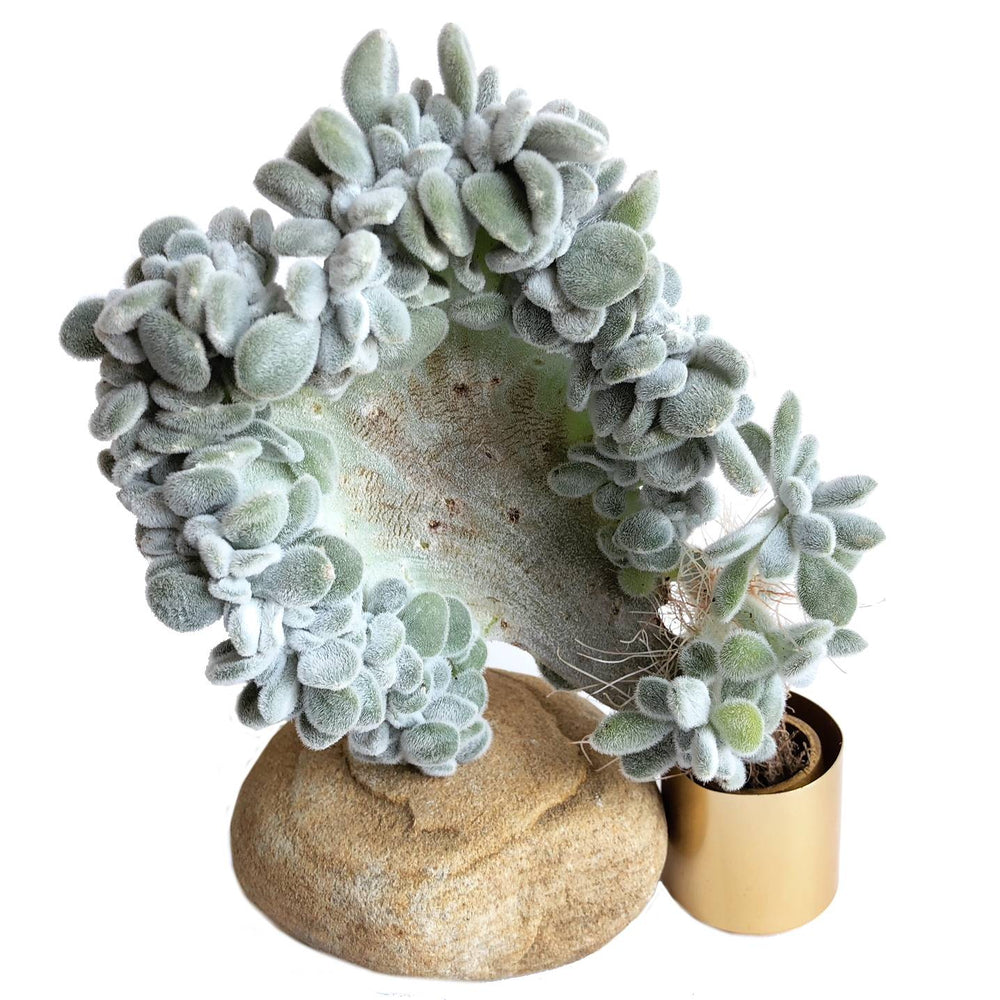 The GOOD, The BAD and The UGLY SALE! Echeveria Frosty, Cristata