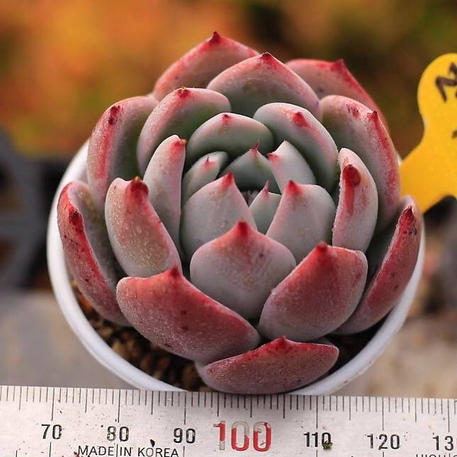 PRESALE Echeveria Colorata x Lauii
