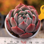 PRESALE Echeveria Colorata x Lauii