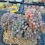 PRESALE Echeveria Chrissy n Ryan Cristata, (Random)