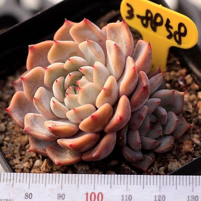 Echeveria Pink Zaragosa